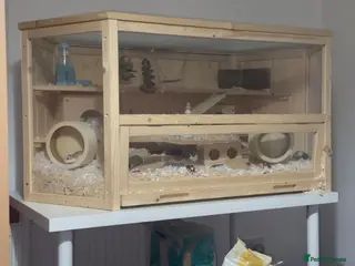 Hamster rodents Hamster Rodents 2 males with big cage - Advert 1