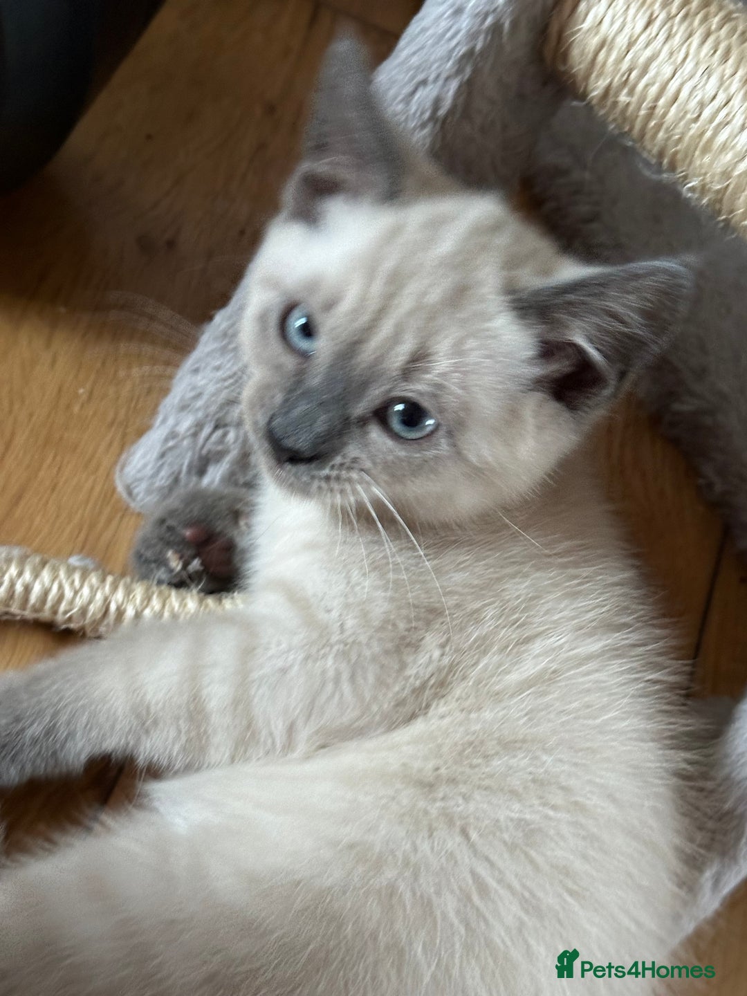 Ragdoll cats for sale: Ragdoll mix - Advert 10