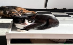 German Shepherd dogs for sale: Skye  - Image 3