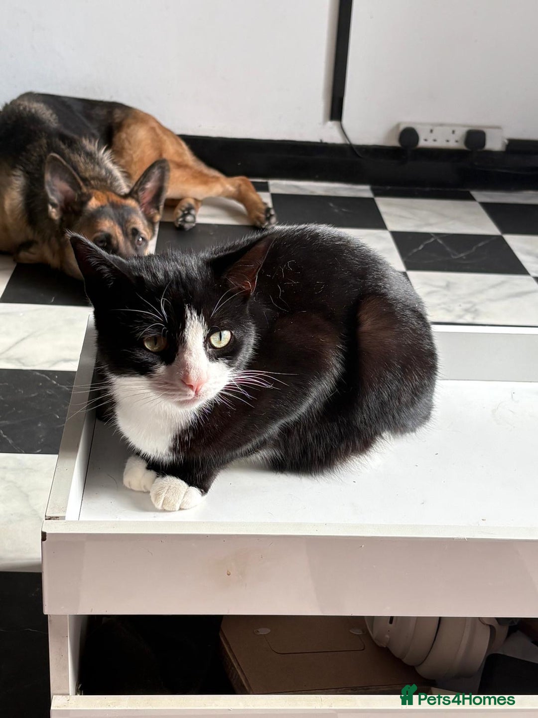 German Shepherd dogs for sale: Skye  - Image 3