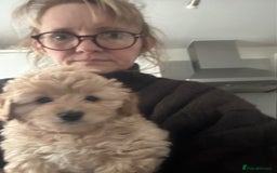 Cockapoo dogs for sale: 4 beautiful puppies - Image 3