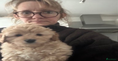 Cockapoo dogs - Advert 3