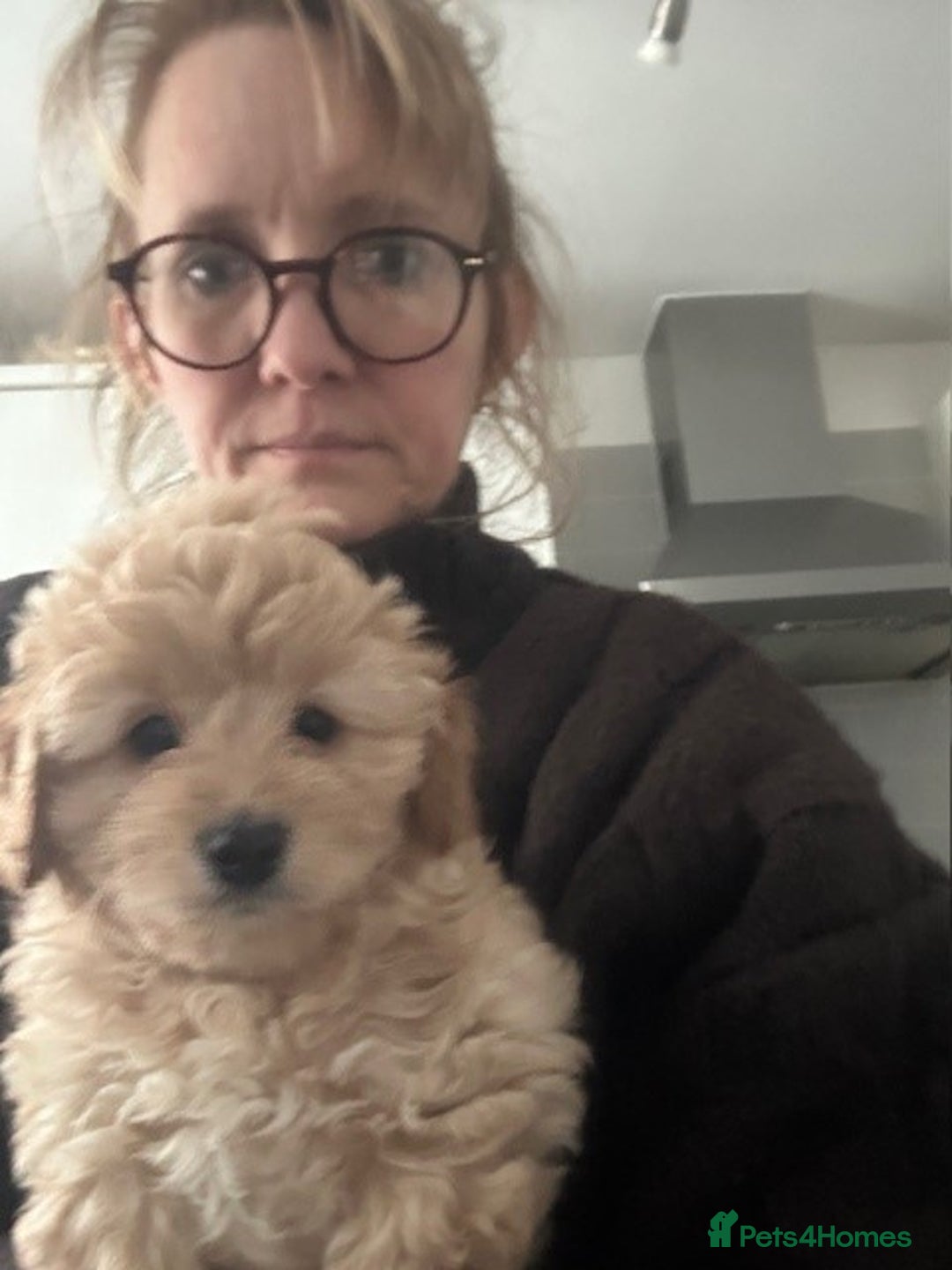 Cockapoo dogs for sale: 4 beautiful puppies - Image 3