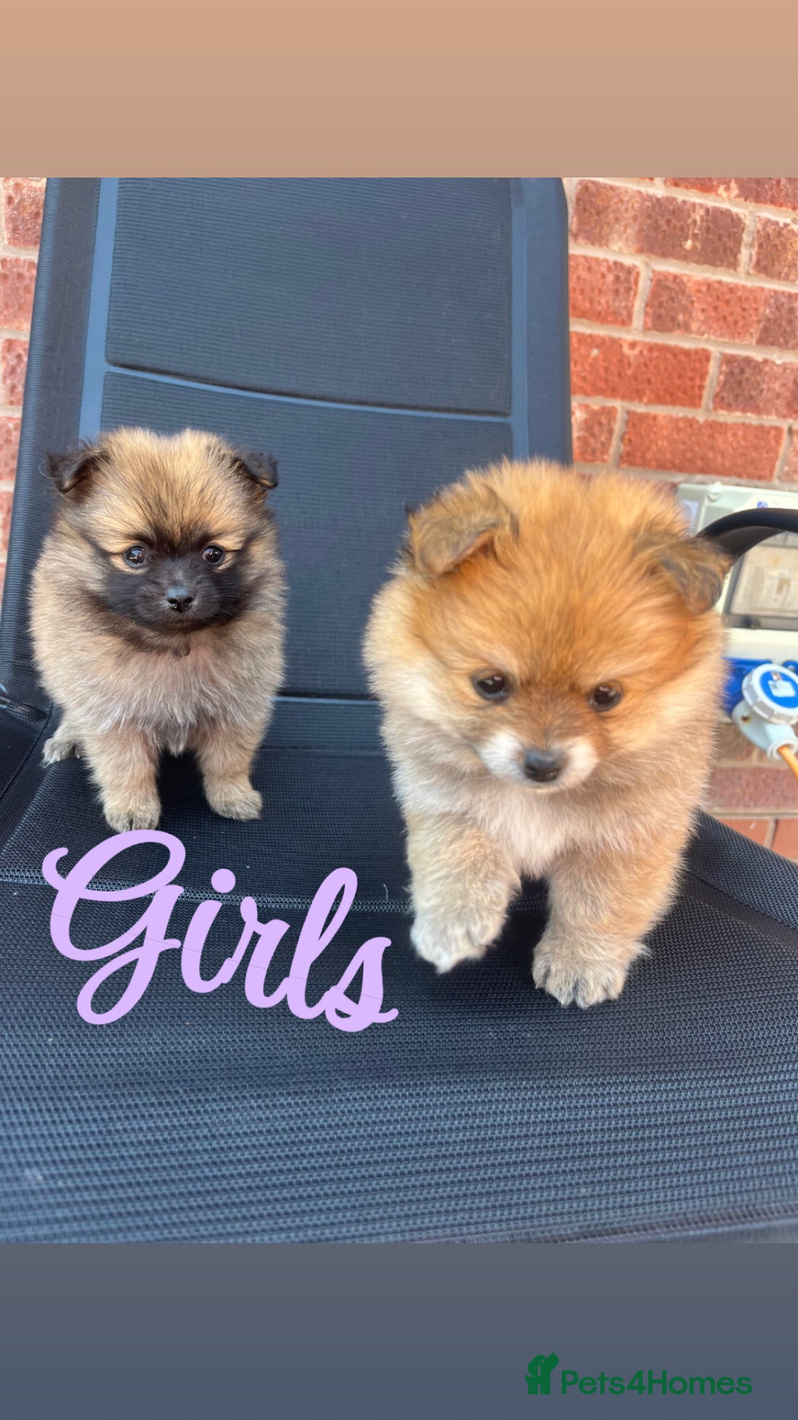 Pomeranian dogs for sale: Pomeranian puppies in Ledbury - Advert 1
