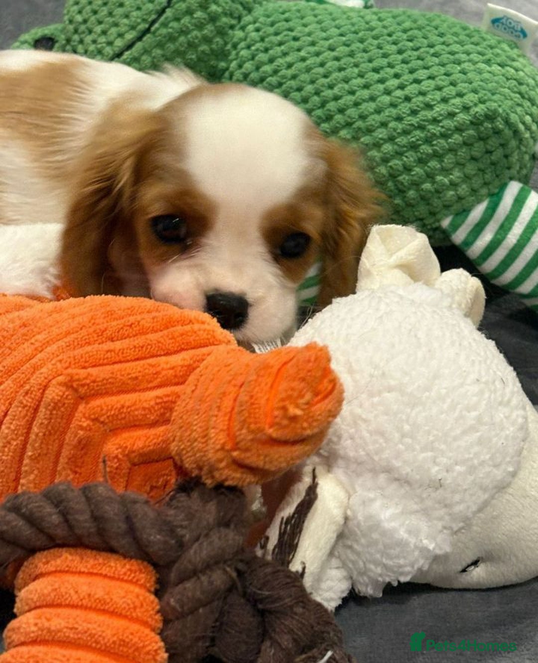 Cavalier King Charles Spaniel dogs for sale: STUNNING CAVALIER KING CHARLES PUPPIES - Image 2