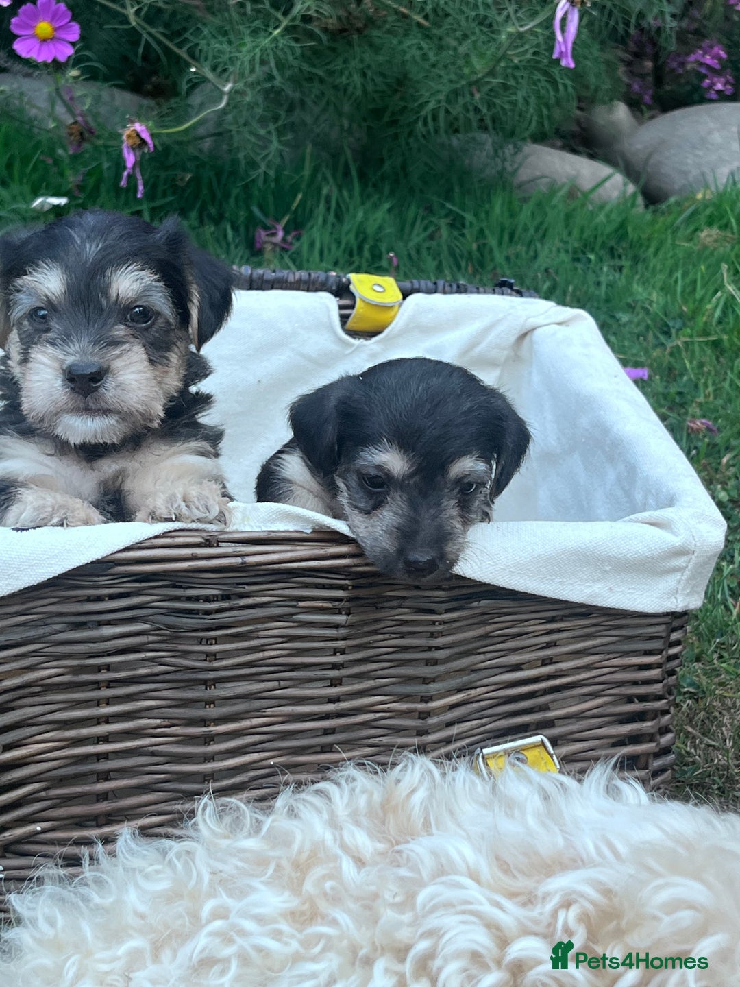 Jackapoo dogs for sale: Jackspoo - Image 4