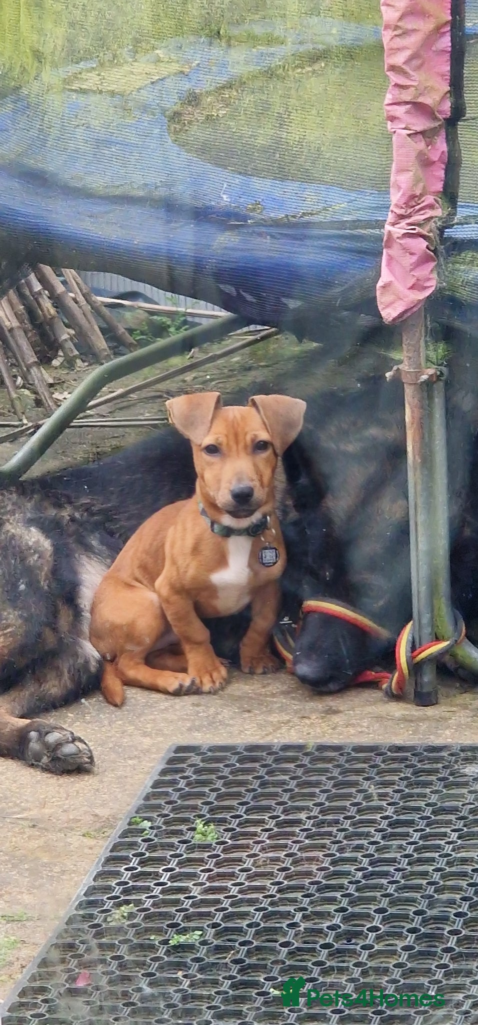 Mixed Breed dogs Male Daffie puppy (Miniature Dachshund x staffie) - Advert 4