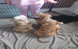 Old Tyme Bulldog dogs for sale: Bulldog pups 💜 1 GIRL LEFT REDUCED 💜   - Image 6