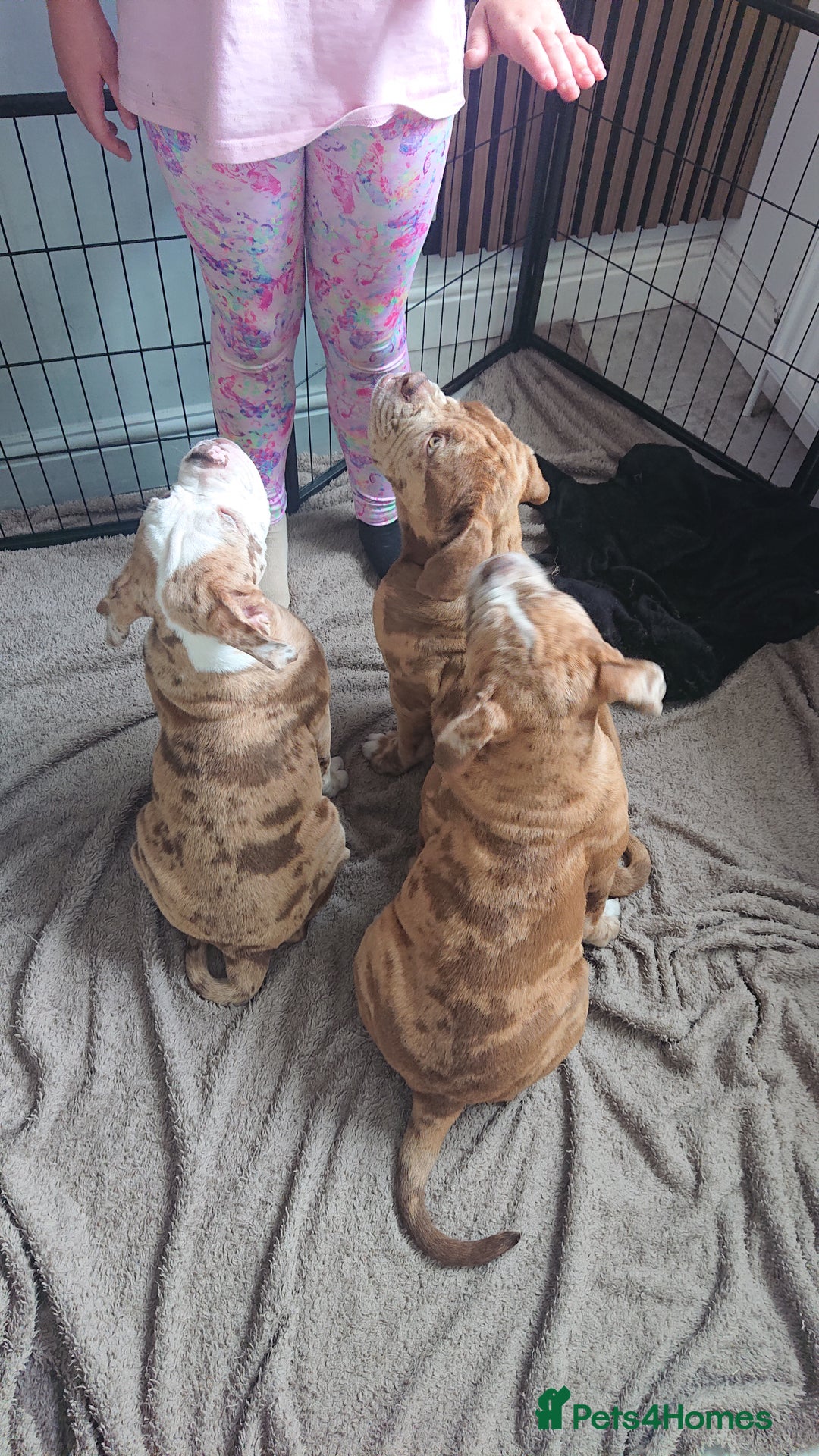 Old Tyme Bulldog dogs for sale: Bulldog pups 💜 1 GIRL LEFT REDUCED 💜   - Image 6