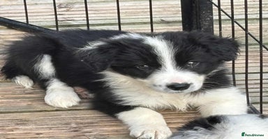 Border Collie dogs - Advert 15