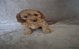 Cockapoo dogs for sale: Cockapoo puppies - Image 12