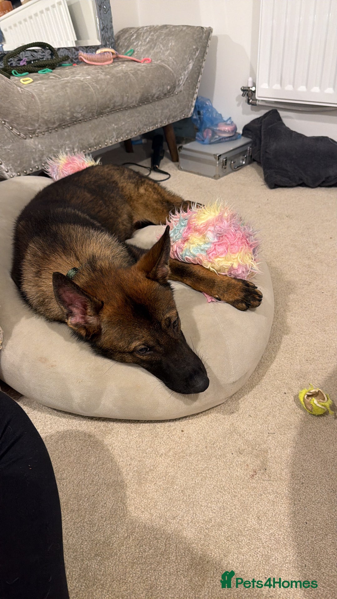 German Shepherd dogs for sale: MALE German Shepard cross (unknown)  - Advert 2