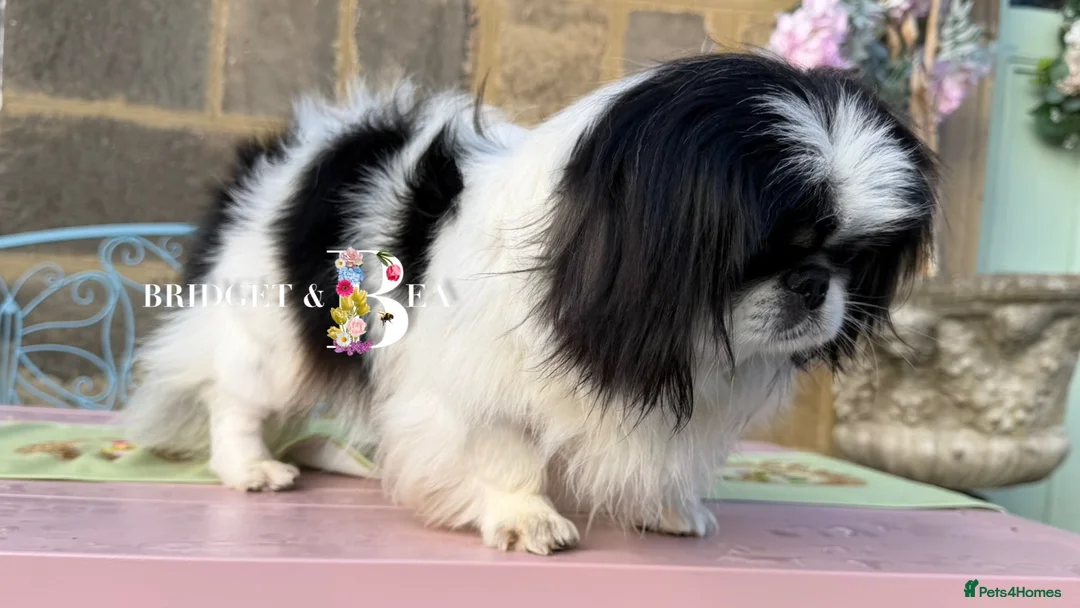 Pekingese dogs for sale: 1 year old kc female - Advert 2