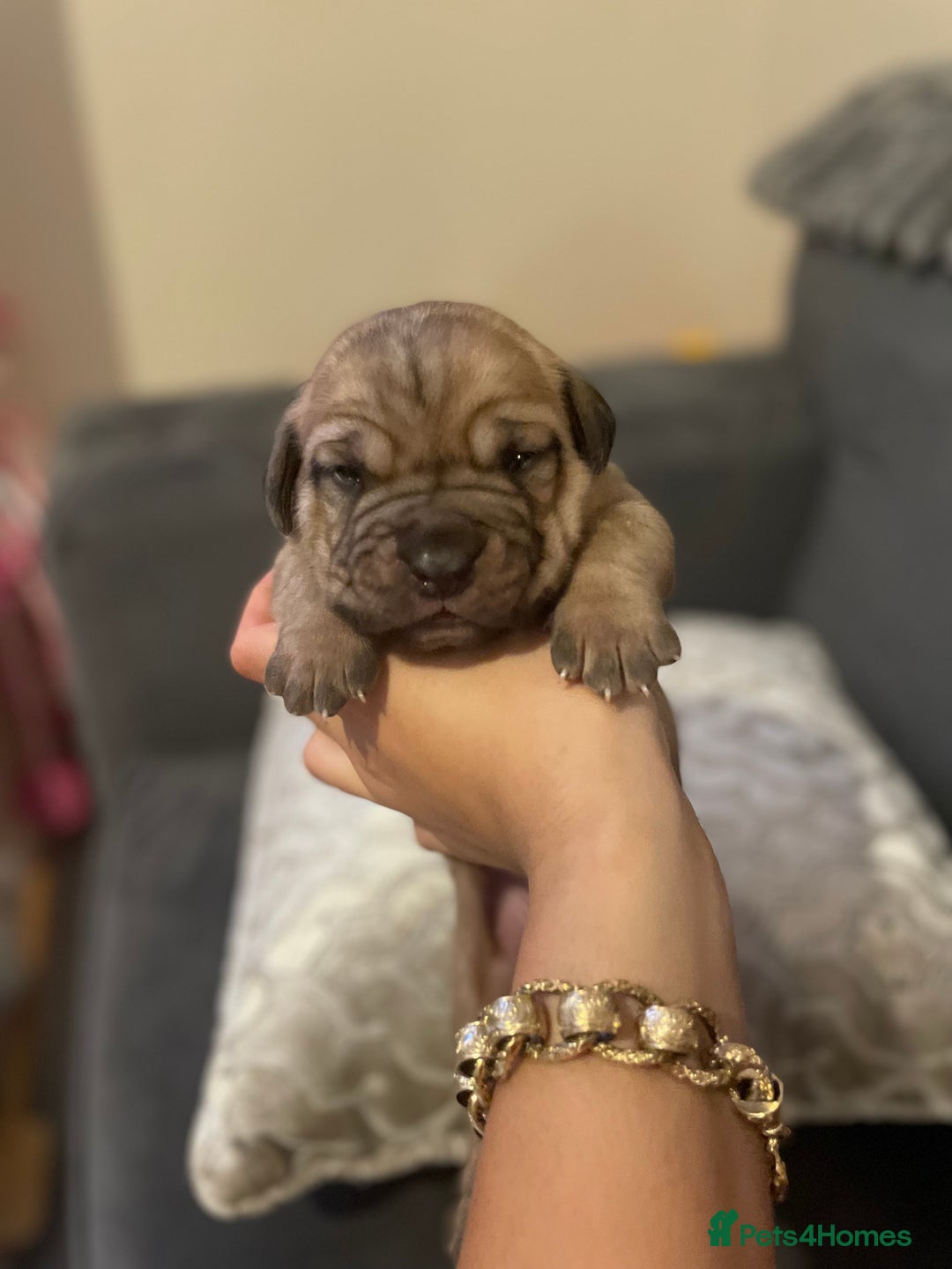 Dogue De Bordeaux dogs for sale: 3 beautiful dogue de bordeaux puppies for sale - Advert 2