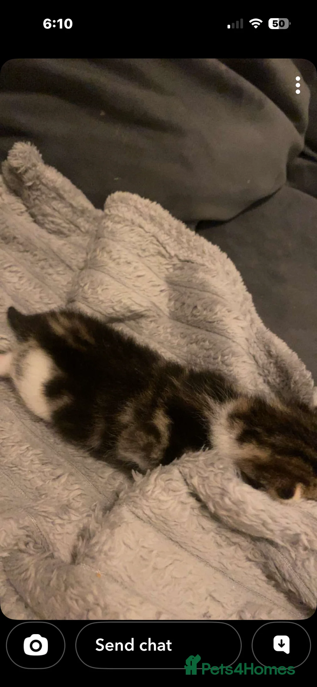 Mixed Breed cats for sale: Calico mixed girl tabby cat  - Advert 3