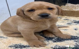 Labrador Retriever dogs for sale: Beautiful chunky KC Labrador ftch bloodline - Image 1