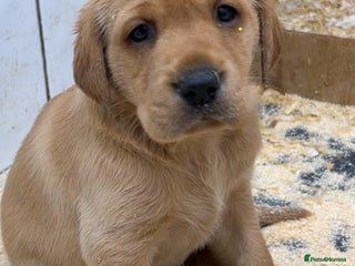Labrador Retriever dogs for sale - Advert 1