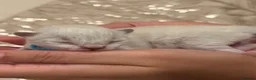 Ragdoll cats for sale: Adorable litter of Ragdoll kittens - Advert 8
