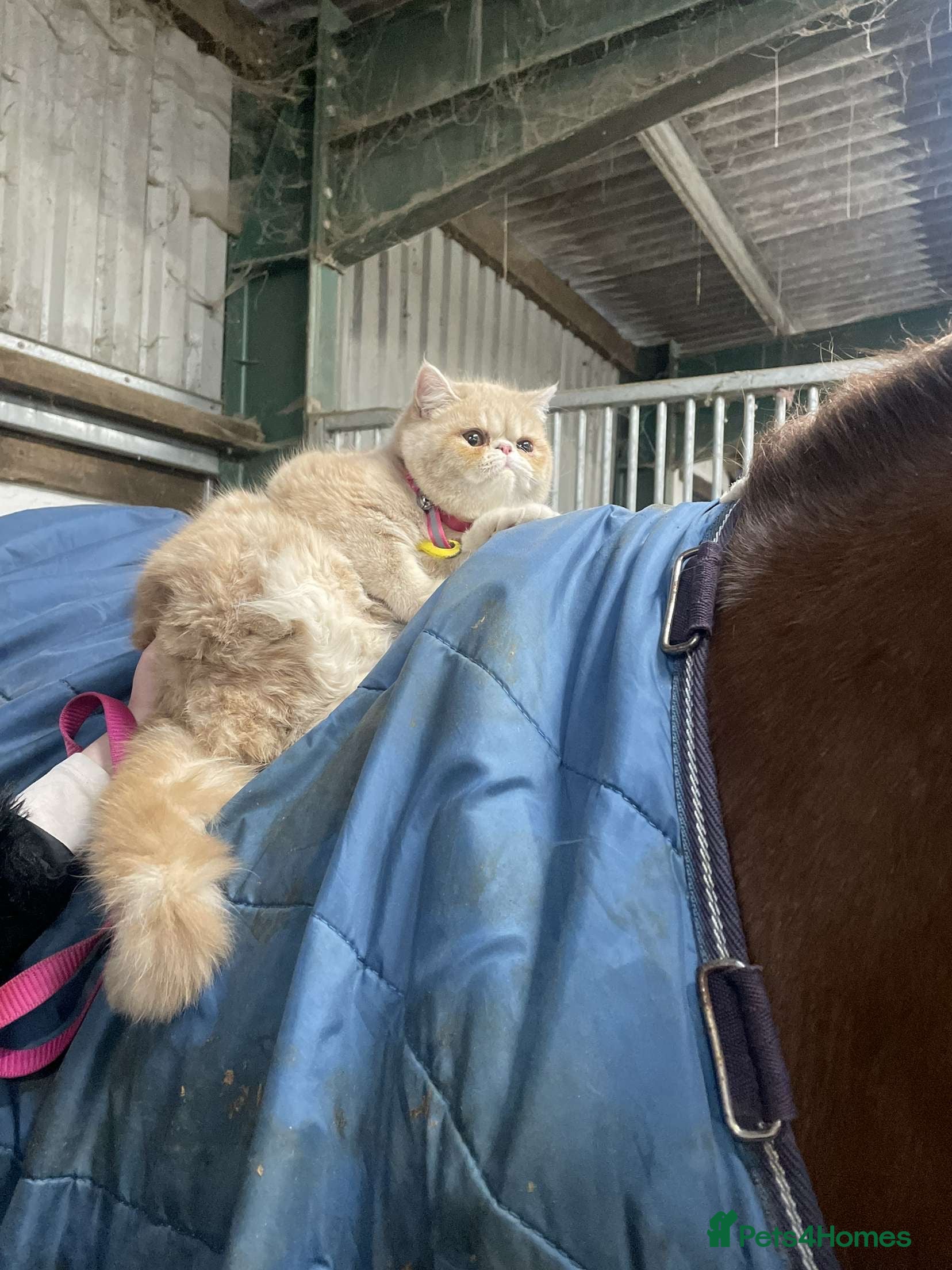 Persian cats Beautiful Female Persian Kitten🩷 - Advert 1