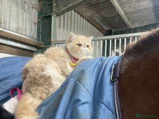 Persian cats Beautiful Female Persian Kitten🩷 - Advert 2