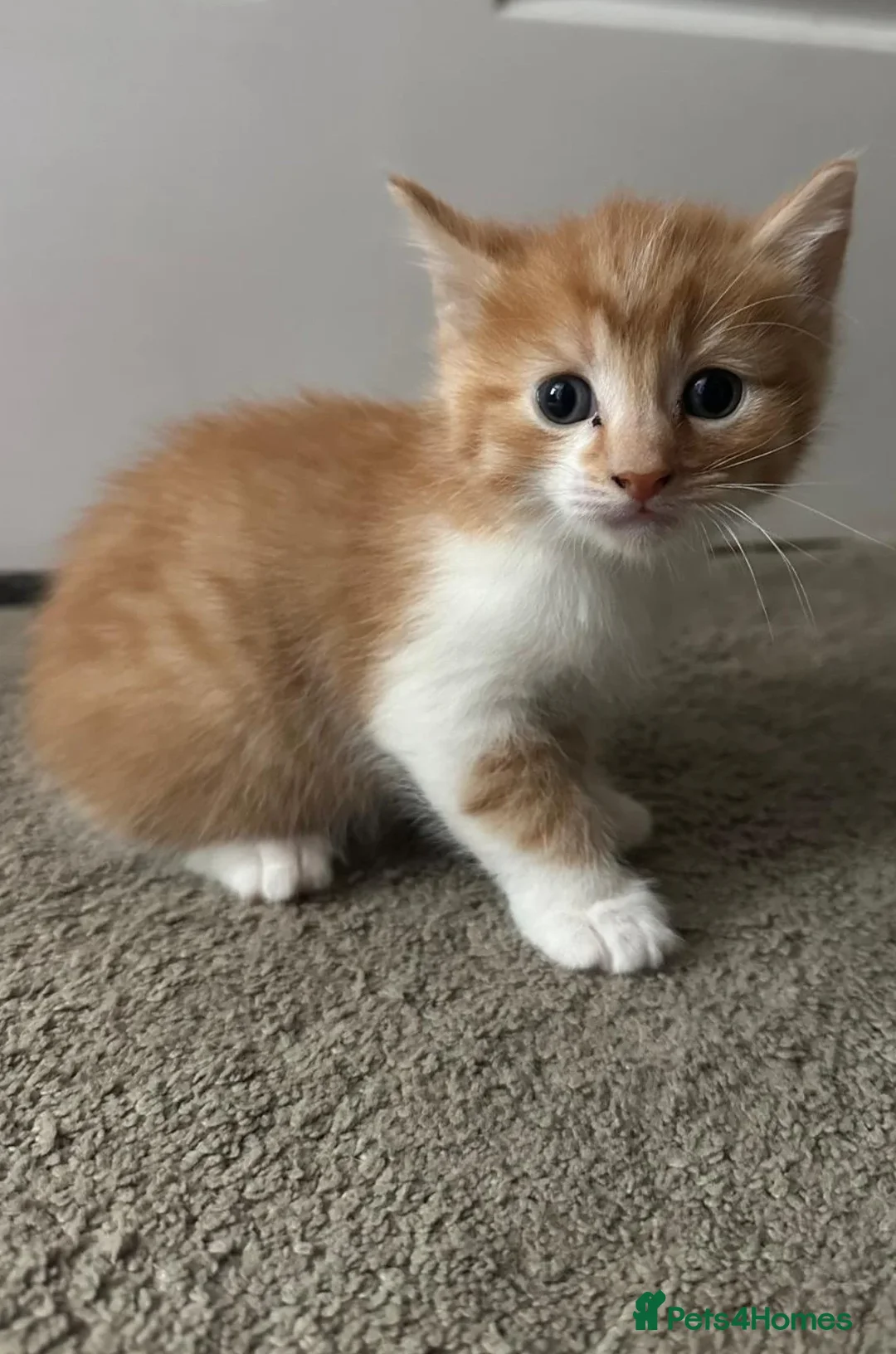 Mixed Breed cats for sale: ginger/white male and one mixed coloured female  - Advert 4