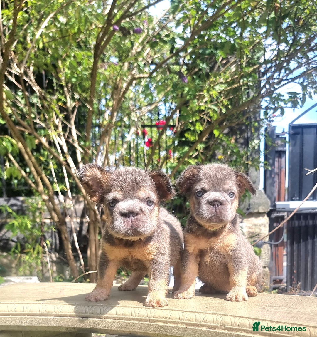 French Bulldog dogs for sale: Beautiful French bulldogs - Image 13