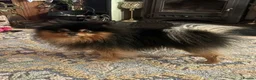 Pomeranian dogs for sale: Pomeranian Male - Advert 2