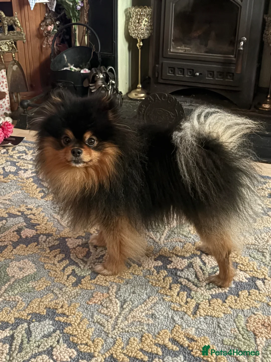 Pomeranian dogs for sale: Pomeranian Male - Advert 2