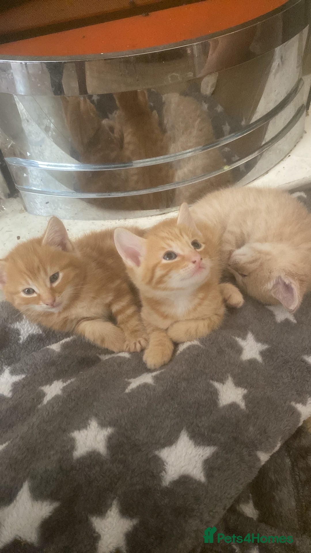 Mixed Breed cats 4 boys 2 girls  - Advert 1