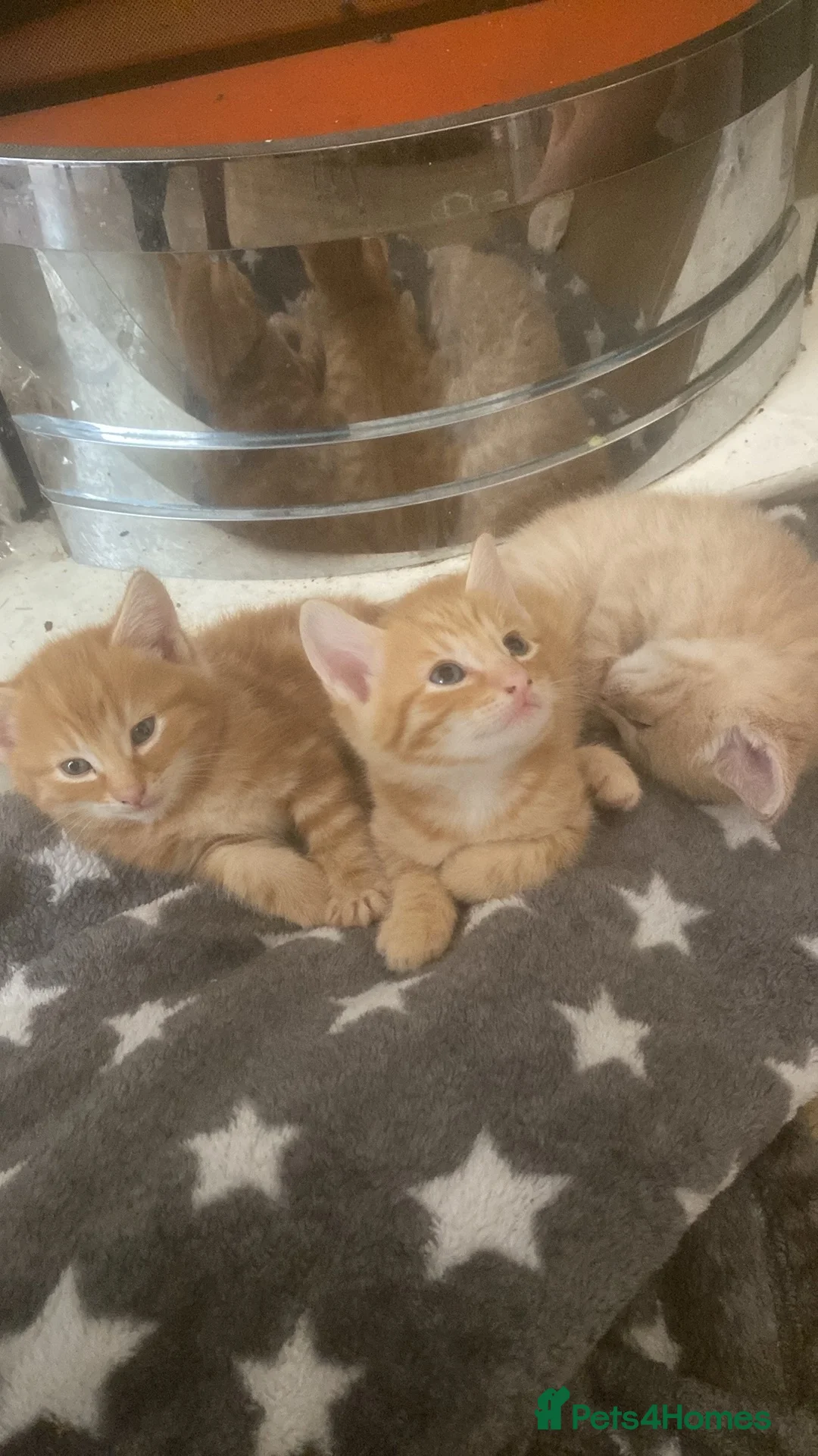 Mixed Breed cats for sale: 4 boys 2 girls  in Aberystwyth - Advert 1