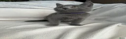 Mixed Breed cats for sale: British Shorthair& Russian Blue Kittens - Advert 14
