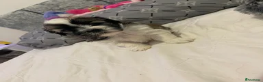 Shih Tzu 3