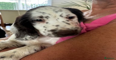 English Springer Spaniel dogs - Advert 9