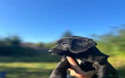 Springador dogs for sale: Springador puppies for sale  - Image 4