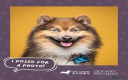 Pomsky dogs for stud: Gorgeous F2 Pomsky for stud - Image 6