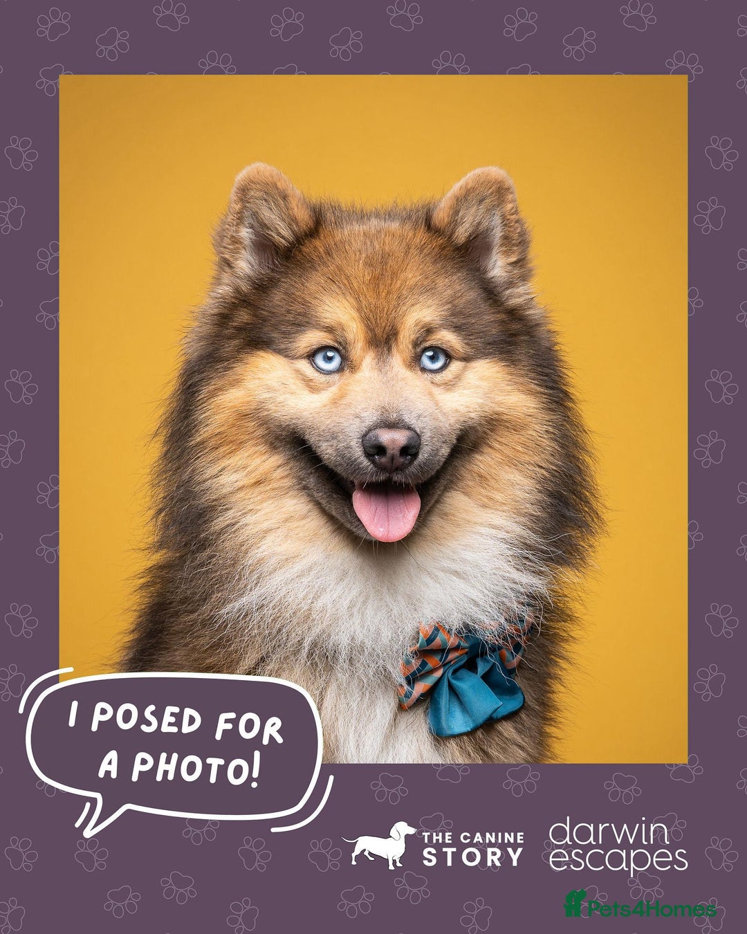Pomsky dogs for stud: Gorgeous F2 Pomsky for stud - Image 6