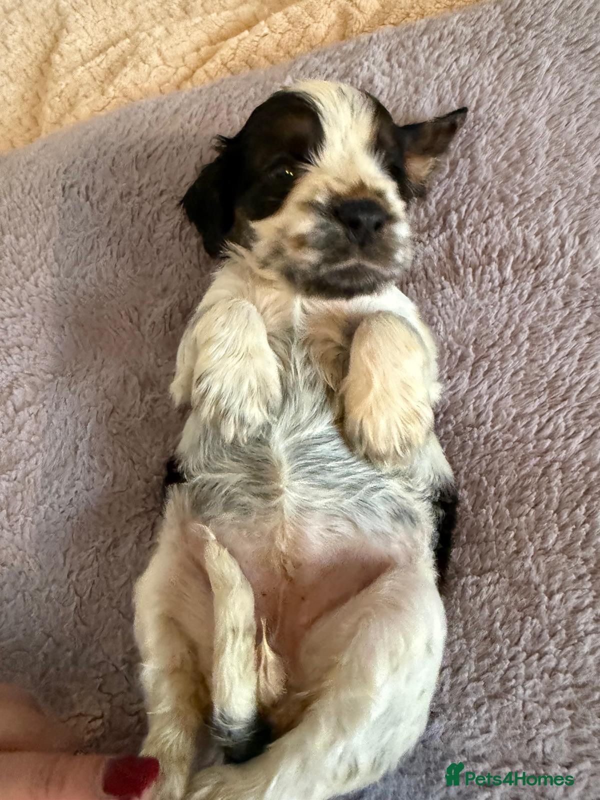 Cocker Spaniel dogs Show cocker spaniels  - Advert 4