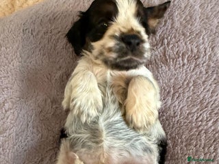 Cocker Spaniel dogs Show cocker spaniels - Advert 8