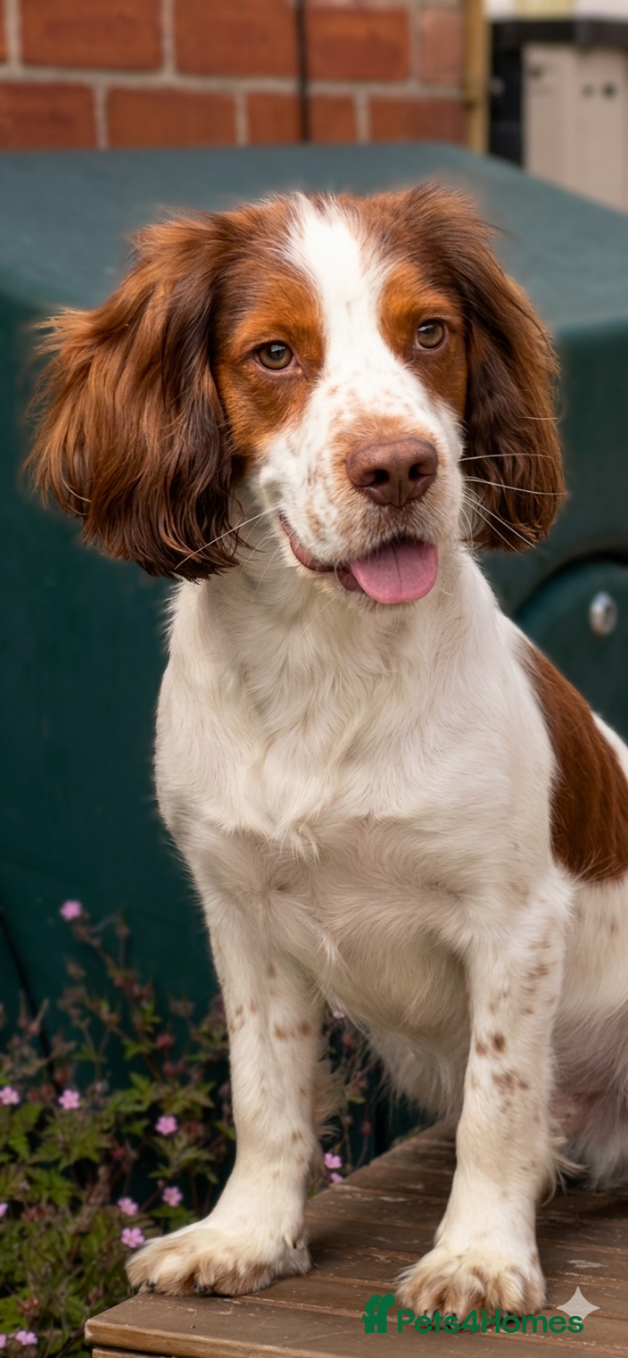 English Springer Spaniel dogs Springer Spaniel. 18 months old. Lucky - Advert 1