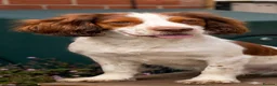 English Springer Spaniel dogs for sale: Springer Spaniel. 18 months old. Lucky - Advert 1