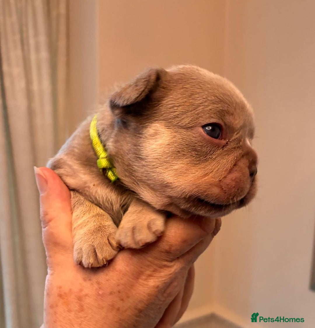 French Bulldog dogs for sale: KC Registered Beautiful French Bulldog Puppies - Advert 28