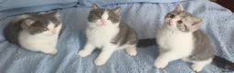 British Shorthair cats for sale: Adorable British Shorthair girls! - Advert 21
