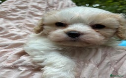 Cavapoochon dogs for sale: ⭐️1 CAVAPOOCHON in Cheshire (KC DAD) ready now✅ - Image 8