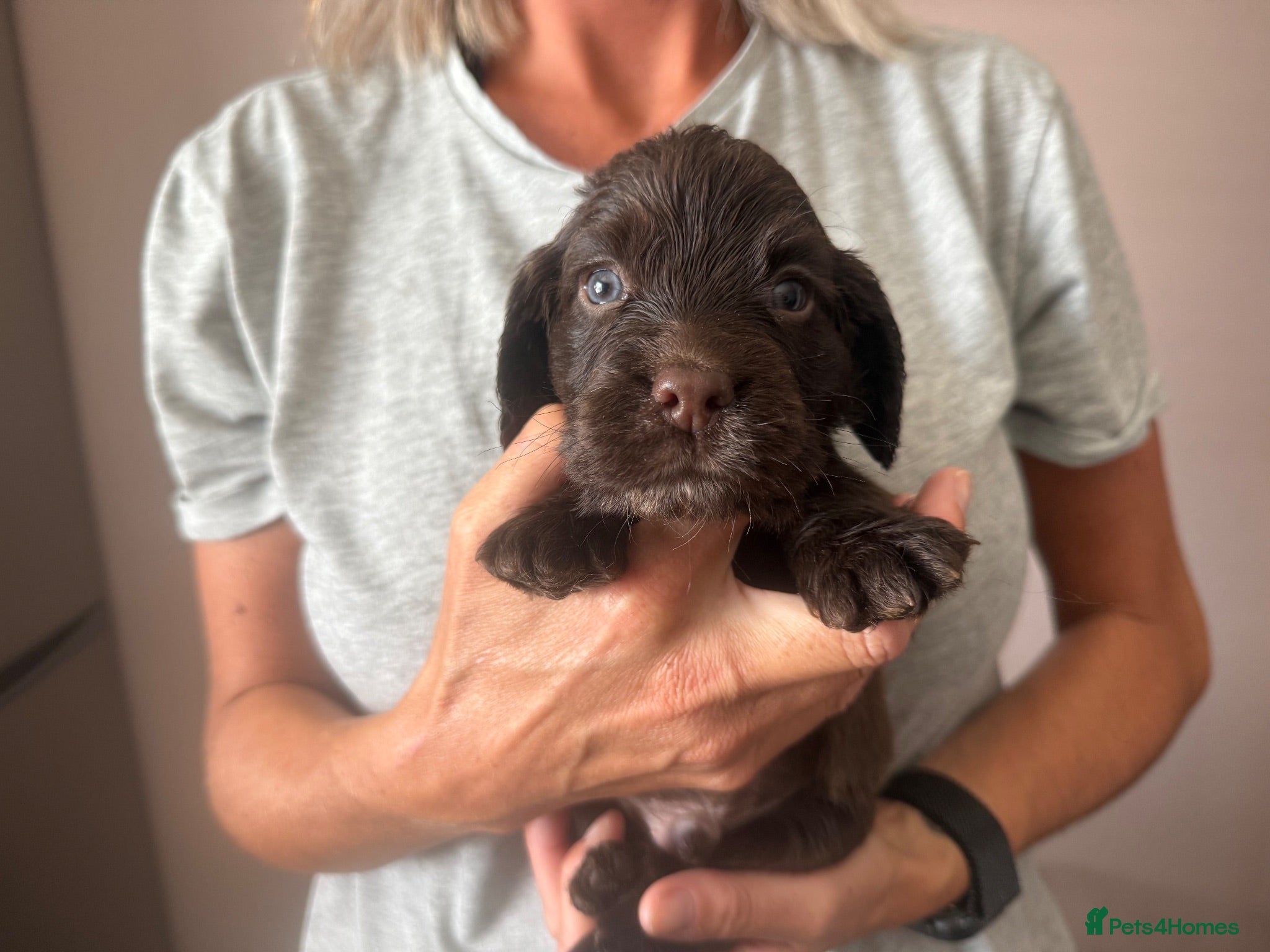 Cocker Spaniel dogs Cocker spaniels  - Advert 2