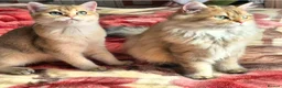 British Longhair cats for sale:  Tica registered BLH/BSH golden shaded  kittens  - Advert 16