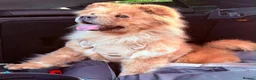 Chow Chow dogs for sale: 2 Year Old Female Merle Chow Chow - Advert 1