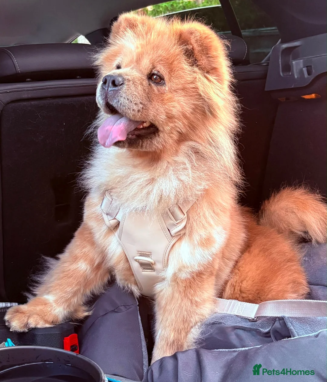 Chow Chow dogs for sale: 2 Year Old Female Merle Chow Chow - Advert 1