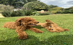 Toy Poodle dogs for sale: Toy poodle puppies looking for their forever home  - Image 9