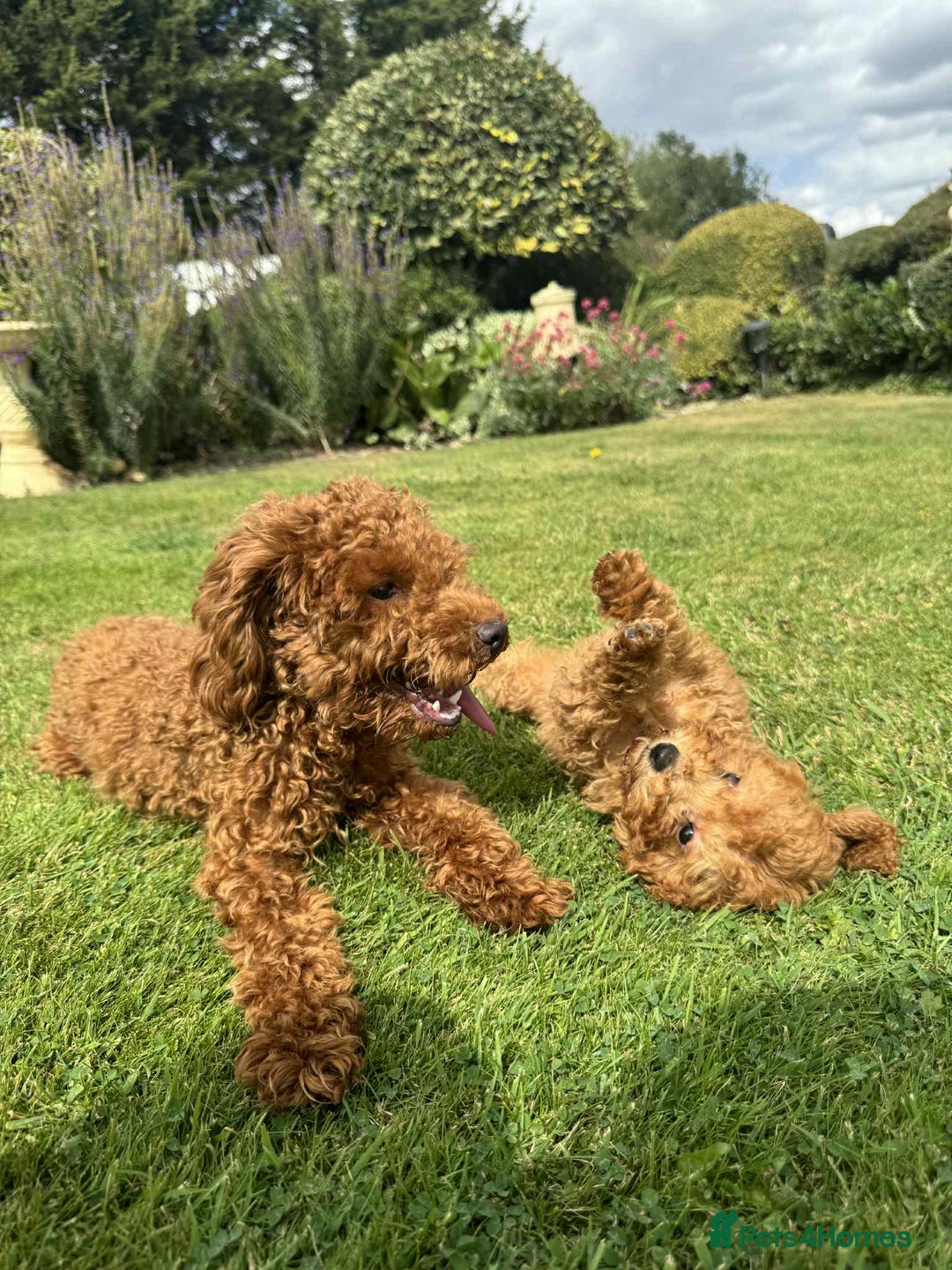 Toy Poodle dogs for sale: Toy poodle puppies looking for their forever home  - Image 9