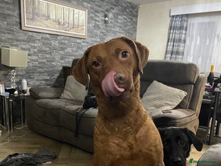 Chesapeake Bay Retriever dogs for sale - Advert 1